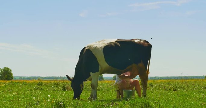 Milker milk cow on a green field