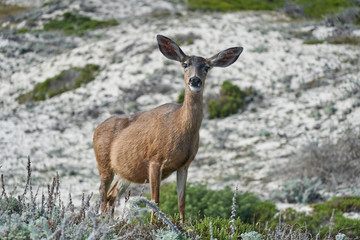 Naklejka na ściany i meble Mule deer pregnant animal in nature landscape