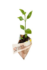 Plant Growing In Savings Money