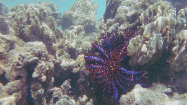 Coral Killer Crown Of Thorns Starfish, Acanthaster Planci, Sitting And Feeding On A Heliopora Coral In The Maldives.