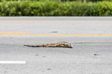 One sad dead orange iguana as road kill, killed while crossing street in Florida Keys, with red...