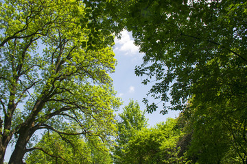 Treetops framing the sunny blue sky
