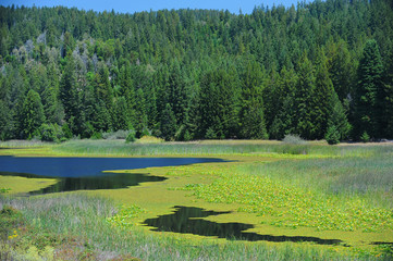 Mountain run-off creates a valley of wetland.