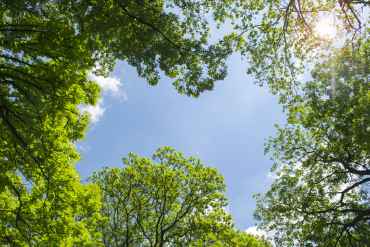 Treetops framing the sunny blue sky