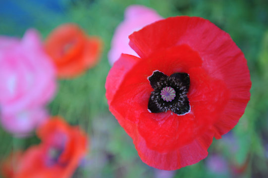A close up of a Turkish poppy in a field of wildflowers.