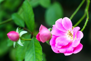 Close up of pink flower in garden.