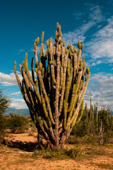 Tatacoa Desert Cactus