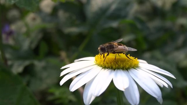 Syrphe sur p&acirc;querette.
