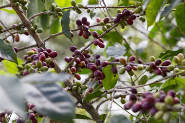Amazing wild coffee growing on the side of the road in Flores, Indonesia.