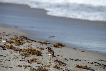 Ruddy Turnstone at the beach
