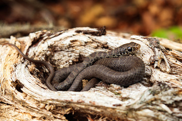 Eastern Milksnake small brown snake coiled up on wooden log