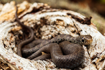 Eastern Milksnake small brown snake coiled up on wooden log