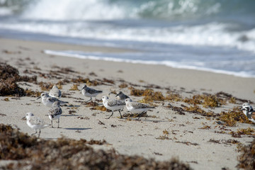 Ruddy Turnstones and Sandpipers at the beach