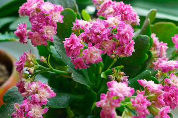 Kalanchoe. Potted flower Kalanchoe. Potted plant with small pink flowers and thick leaves.