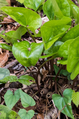 Little brown jug wildflower