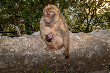 Female Barbary macaque with new born baby. 