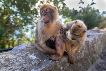 Female Barbary macaque with new born baby. 
