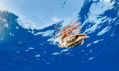 Obraz premium Sea Turtle release at the Bahamas