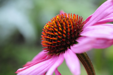A macro close up of a purple Echinacea, or cone flower, in bloom.