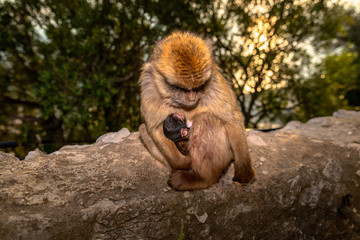 Female Barbary macaque with new born baby. 