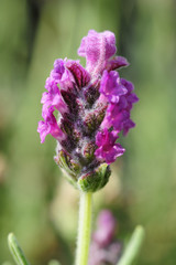 Lavender flower in bloom.