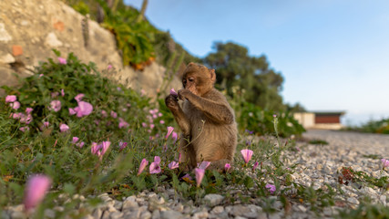 A young Barbary macaque eating a flower. 
