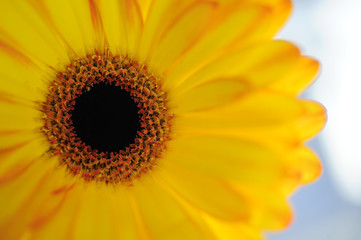 A close-up view of Gerbera flower.