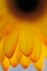 A close-up view of Gerbera flower petals.