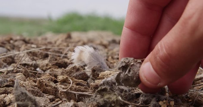 Hands tear apart owl pellet at burrow