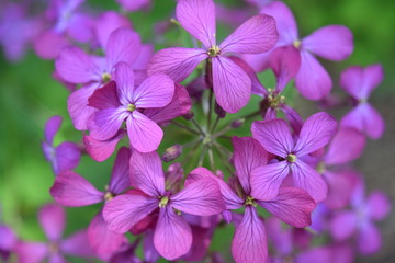 Purple Wildflowers 