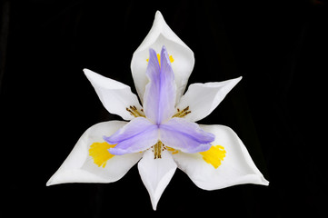 Fototapeta na wymiar A Japanese Iris in bloom.