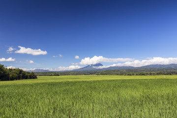 Fototapeta premium Varying shades of green rice fields with Ebulobo volcano in the distance in Flores, Indonesia.