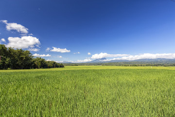 A wide angle view of a rice field ripening in the tropical sun in Indonesia.