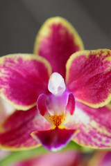 Fototapeta na wymiar A macro view of an orchid.