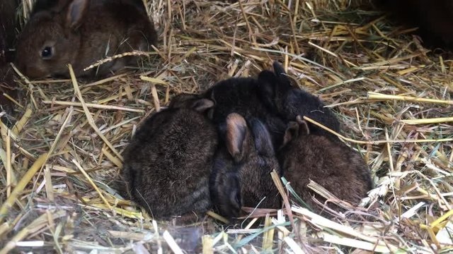 junge Kaninchen im Stall
