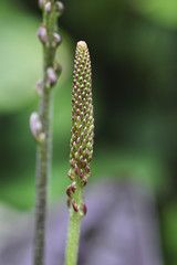 Developing fruits of a Turkish Plantain.