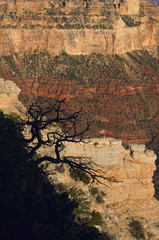 Fototapeta na wymiar Early morning light creeps down in to the Grand Canyon National Park in Arizona.
