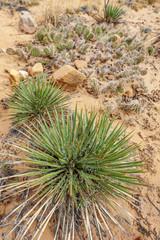 Naklejka na ściany i meble Narrowleaf Yucca Plants Along the Grand Wash Trail, Capitol Reef National Park. Yucca angustissima grows on the Colorado Plateau, principally north Arizona and south Utah.