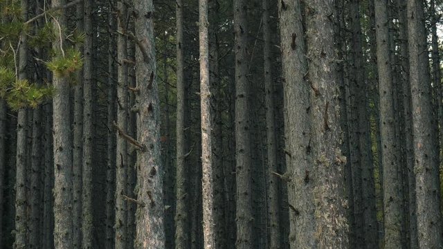 Pass by Long bare pine tree trunks during the cnange of seasons