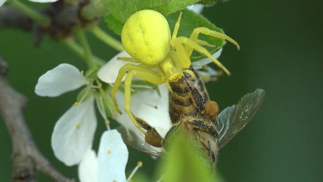 Insect Crab Spider attacked bee, yellow Misumenoides, sits in flower, macro, outdoors, on green background, animal, meadow, field, forest, garden, Arthropoda, Arachnida, Thomisidae, Misumenoides