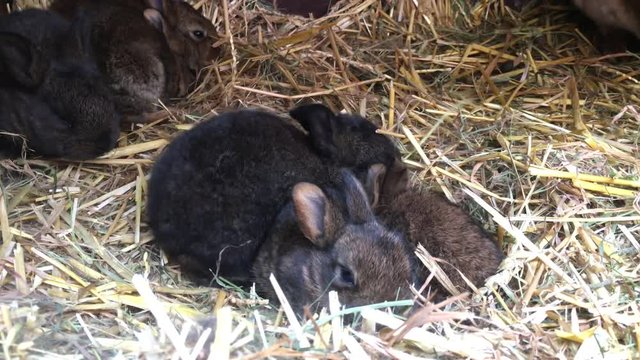 junge Kaninchen im Stall