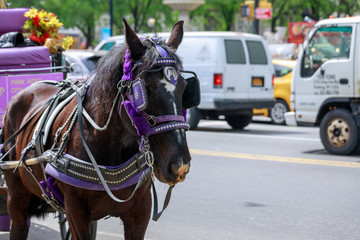 Horse used for carriage rides through Central Park in NYC.