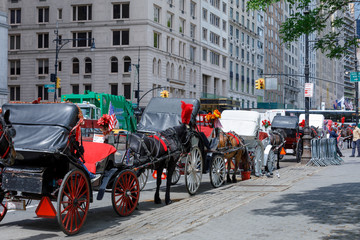 Horse and carriage at Central Park, NYC