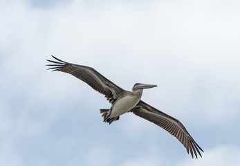 Fototapeta na wymiar Immature Brown Pelican Flying Overhead