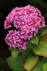 華麗なピンクの紫陽花