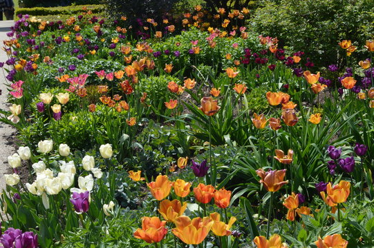 Tulips in the garden of Abbotsford House, Home of Sir Walter Scott by the River Tweed