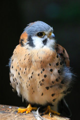 Baby falcon Capelano bridge Vancouver Canada