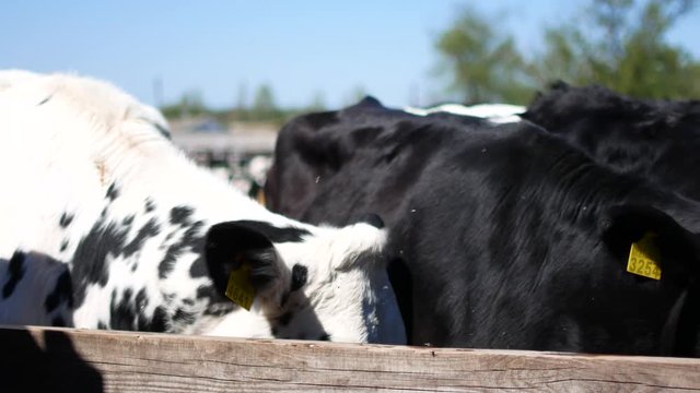 Cows with ear tags are looking to the camera. Flies are flying around their eyes.