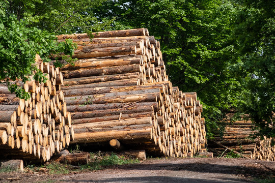 Forstwirtschaft Holzpolter Fichtenholz