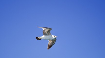 SEAGULLS ARE FLYING